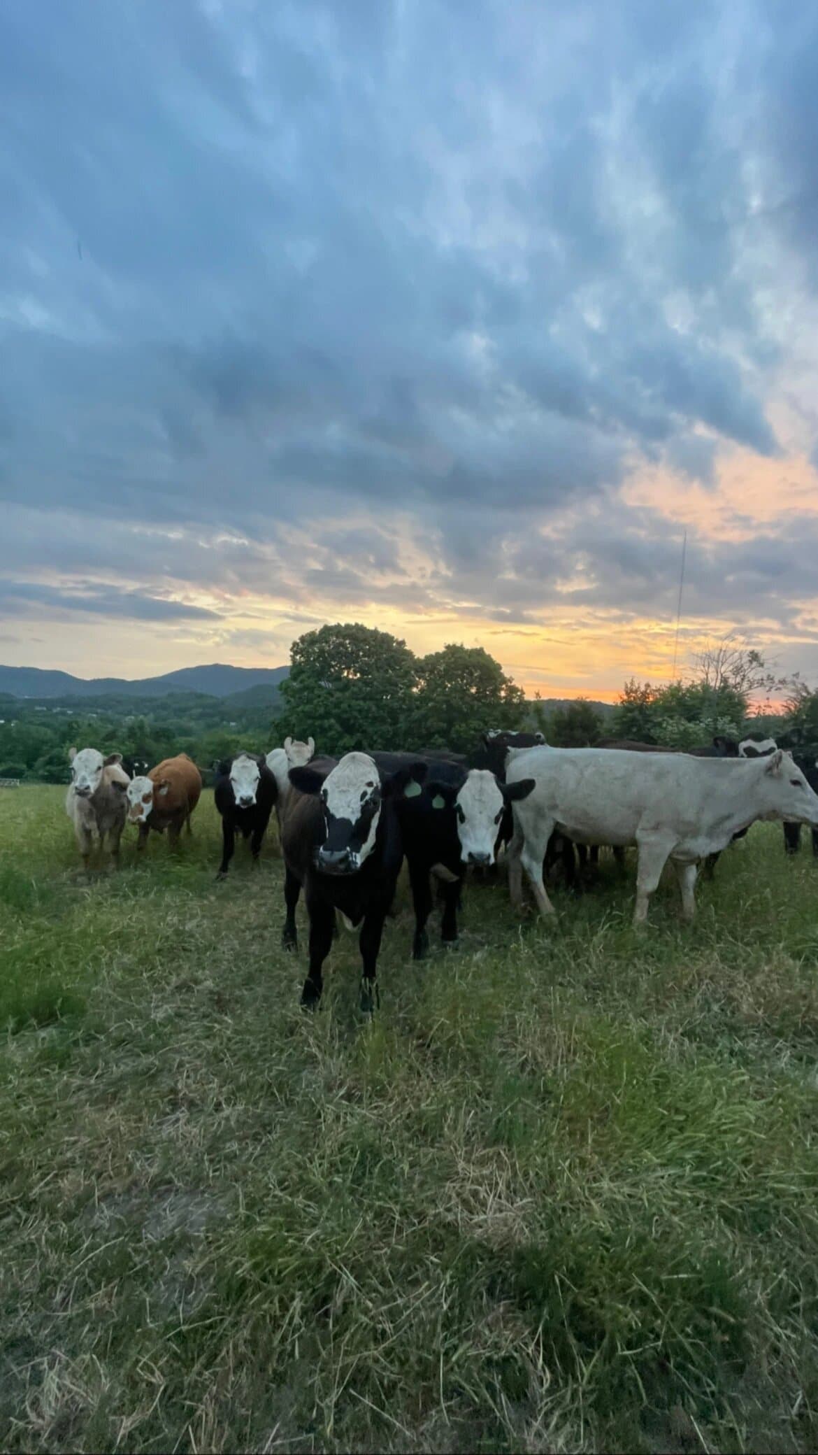 Cattle grazing on the Newman family farm at sunset